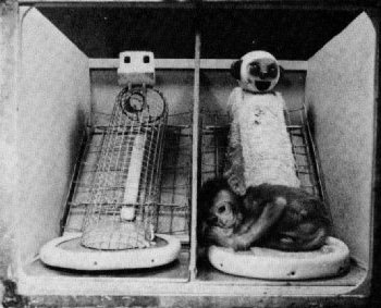 An infant rhesus monkey with wire and cloth surrogate mothers in Harry Harlow's experiment. The cloth mother on the right is covered in soft fabric, while the wire mother on the left is made of bare wire mesh and holds a feeding bottle.