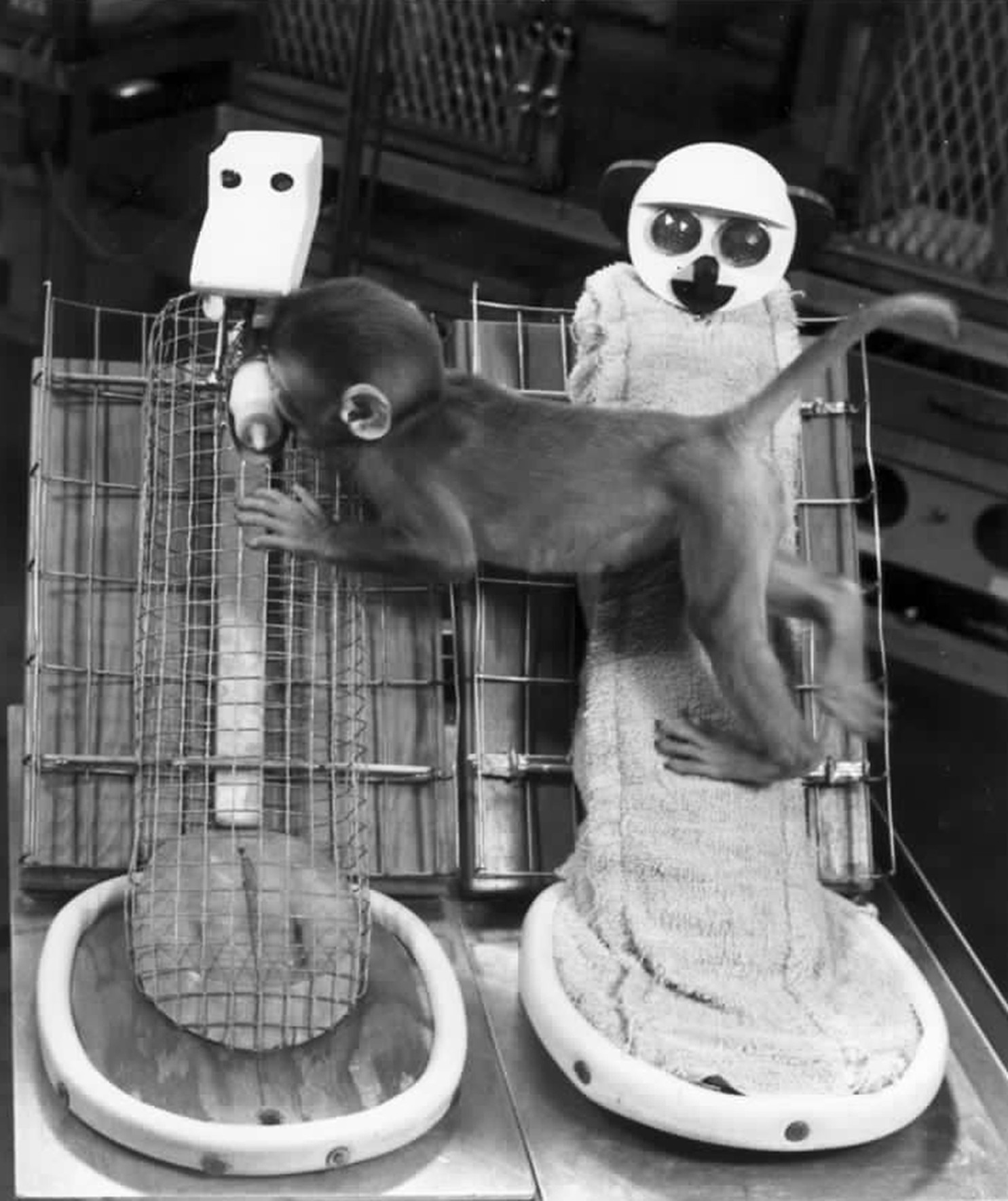 An infant rhesus monkey with its hind legs gripping the cloth-covered surrogate mother while its body stretches across to reach the feeding bottle on the wire surrogate mother.